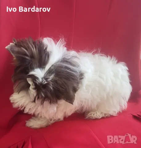 йоркширски териер момче бивар, снимка 1