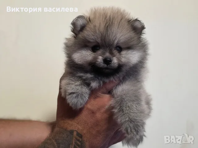 Померан Мъжкиии