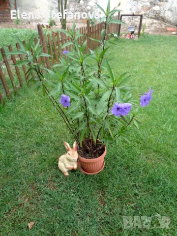 Руелия - лилава, снимка 2 - Стайни растения - 47282695
