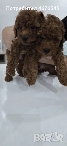 Мъжки пудел, снимка 2 - Пудели - 52876645