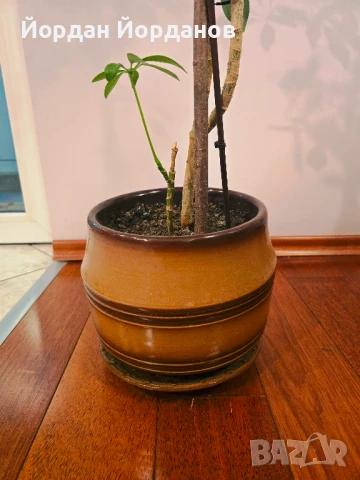 Продавам шефлера, снимка 2 - Стайни растения - 50462382