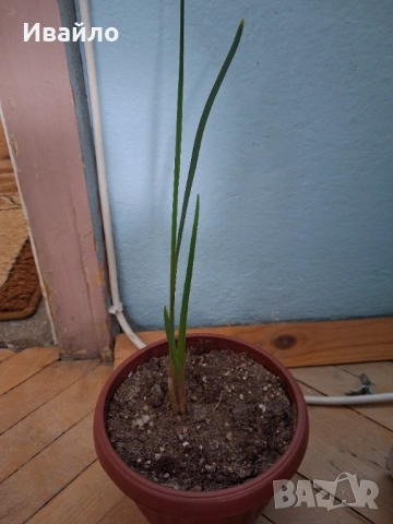 Ferraria crispa - Ферария криспа, снимка 3 - Стайни растения - 42791315