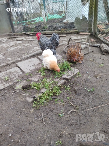 Свободно трио мини кохин, снимка 4 - Кокошки и пуйки - 54180975