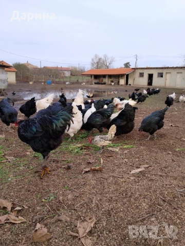 Домашно отгледани кокошки и петли, снимка 2 - Домашни продукти - 52512551