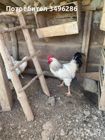 Яйца от светъл Съсекс