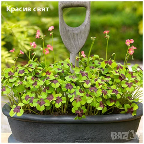 Луковици четирилистна детелина