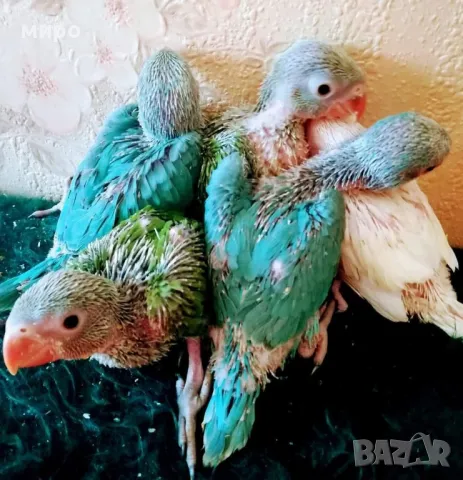 Бебета Малък Александър, ръчно хранени!, снимка 11 - Папагали - 50318040