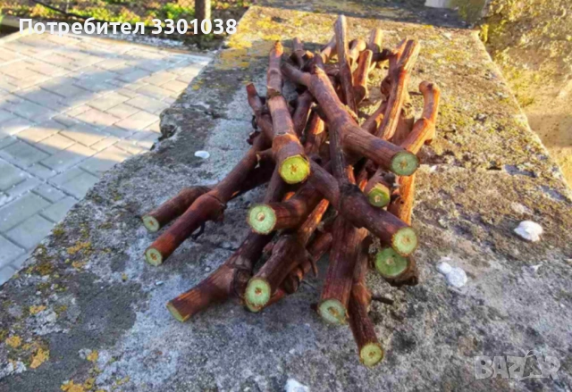 Резници от лози Аватар, Рататуй, Бананас и др. бутикови сортове грозде, снимка 6 - Разсади - 53892278