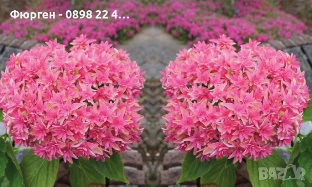 Хортензия Принцеса Даяна - Hydrangea princess Diana, снимка 5 - Разсади - 50962201