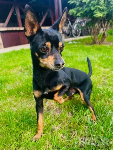 мини пинчер за РАЗПЛОД, снимка 7 - Пинчер - 34778232