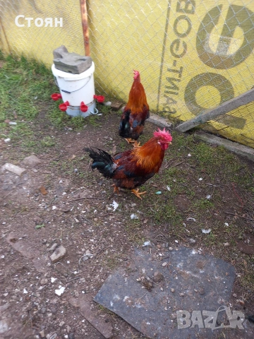 Продавам млади петли, снимка 2 - Кокошки и пуйки - 53947577