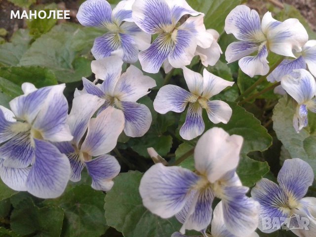 Горска теменужка - шарена, снимка 1 - Градински цветя и растения - 39763822