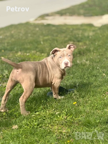 Американско були , снимка 6 - Питбул - 53690899