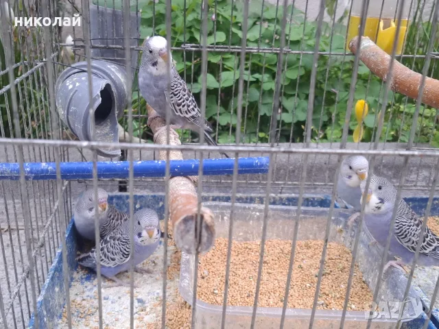 Продавам млади вълнисти папагали  и две млади корели, снимка 4 - Папагали - 54910450