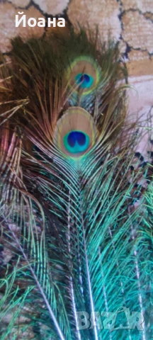 Продавам паунови пера, снимка 2 - Декорация за дома - 51413335