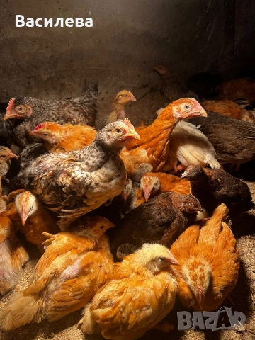 Пилета и пъдпъдъци на различна възраст, снимка 11 - Кокошки и пуйки - 54003824