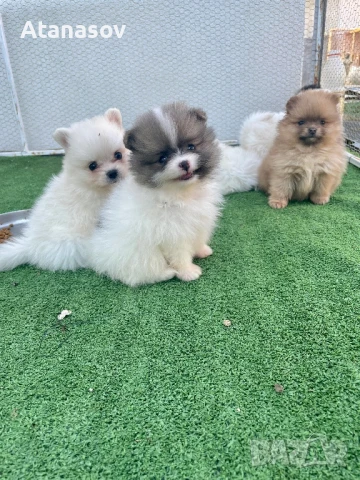 Померан Померанче, снимка 1