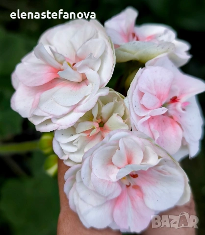 К-т от две сортови мушката (пеларгонии), снимка 3 - Стайни растения - 54185963