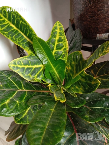 Кротон, снимка 3 - Стайни растения - 54275790