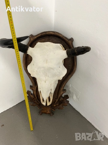 Трофей от бизон с дърворезбована поставка, снимка 5 - Декорация за дома - 54346300
