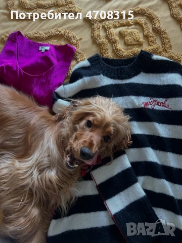 Кокер шпаньол момченце карамел, снимка 9 - Кокер шпаньол - 54156088