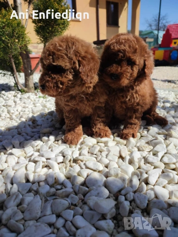 Пудел Той/Toy Poodle, снимка 5 - Пудели - 53896301
