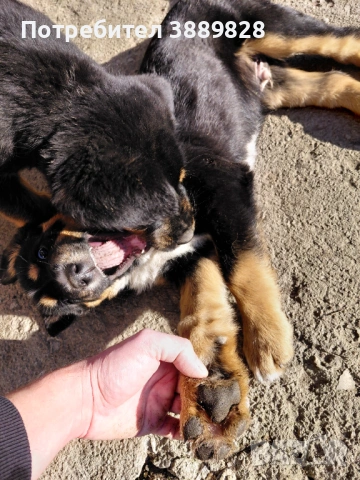 Две мъжки.Между Каракачанка и Ловджийски куче , снимка 3 - Други - 53005695