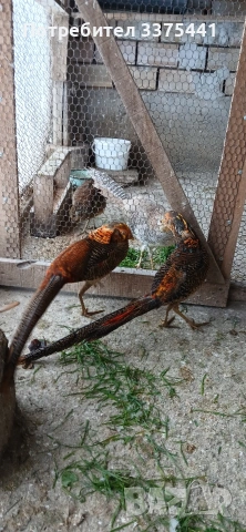 млади мъжки червено-златни фазани, снимка 2 - други­ - 53099190