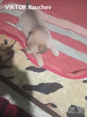 Ciho pomeran, снимка 3 - Померан - 52938357