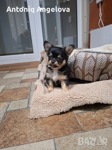 момченце чихуа на два месеца , снимка 4 - Чихуахуа - 54017806