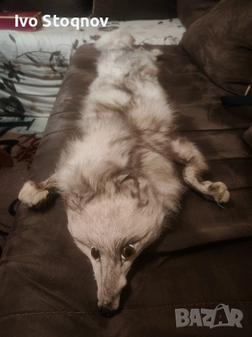 яка от сребърна лисица