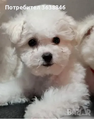 Бишон фризе, снимка 2 - Болонка - 48719247