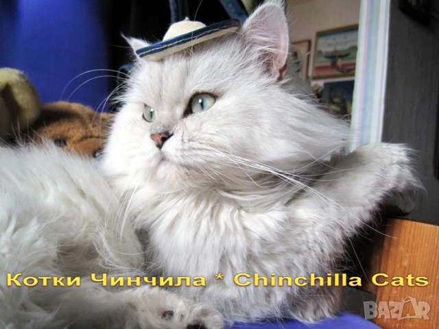 Писмени консултации за котки, котета и котараци, научни статии за публични издания, снимка 9 - Проекти - 49097324