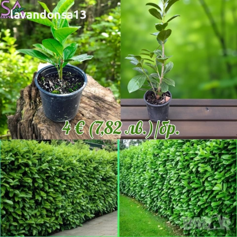  Мурсалски Чай – Разсад на Гол Корен | Планинска Билка, снимка 14 - Градински цветя и растения - 47333197