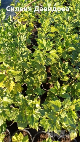 декоративни храсти и растения, снимка 3 - Градински цветя и растения - 51517818