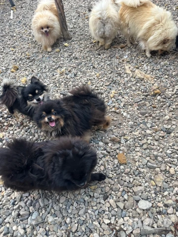 Померани, снимка 5 - Пудели - 51079149