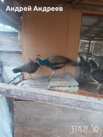  Подарявам Пауни, снимка 1