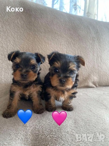  йорки/йоркширски териер , снимка 1