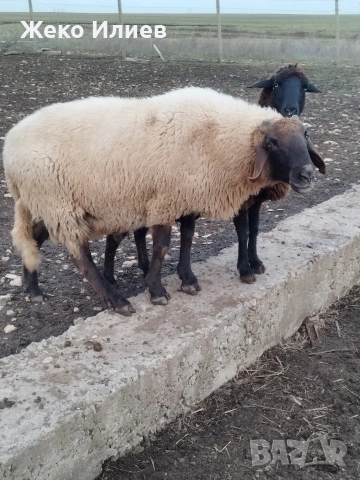 Продавам плевенски черноглав коч, снимка 6 - Овце - 54200369