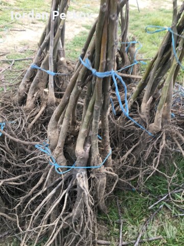 Орех чандлър, снимка 5 - Разсади - 32170528