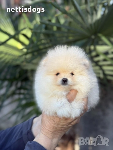 Истински мини померани с най късата муцунка с родословие!