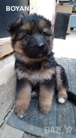 немски овчарки, снимка 7 - Немска овчарка - 52222806