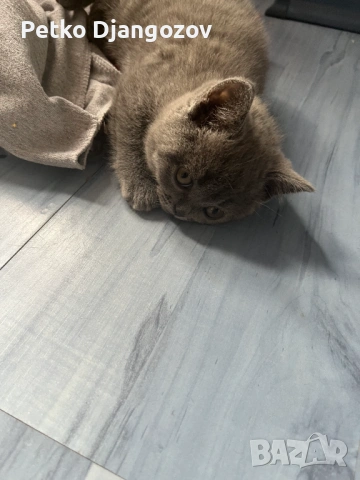 Британски късокосмести котета, снимка 4 - Британска късокосместа - 54211965