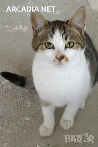 Три малки котенца търсят дом. Молим осиновете ни! Остават само два месеца преди да ни пуснат навън! , снимка 1