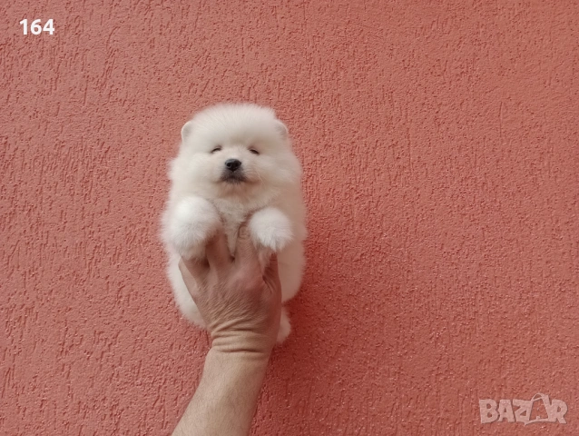 Бели Померани. Реални снимки от 06.04.26 г. , снимка 3 - Померан - 54112405