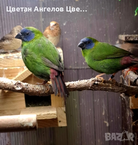 продавам папагалови амадини , снимка 1