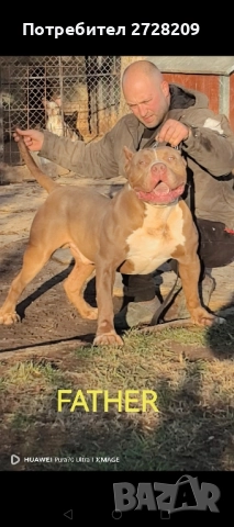 Американско Були ХЛ/ American Bully XL, снимка 3 - Питбул - 51410382