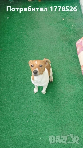Джак Ръсел Териер, снимка 5 - Джак ръсел териер - 51953290