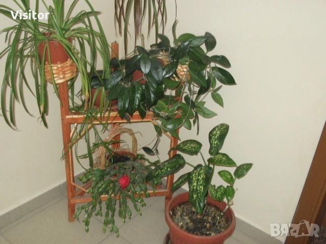 FujiFilm  FinePix C10   -  10MPx, снимка 18 - Фотоапарати - 54242260