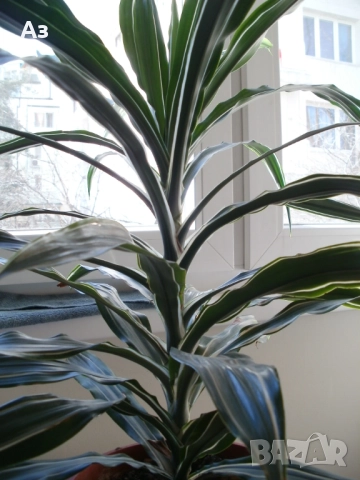 Продавам цветя Драцена – малки, снимка 6 - Стайни растения - 52965267